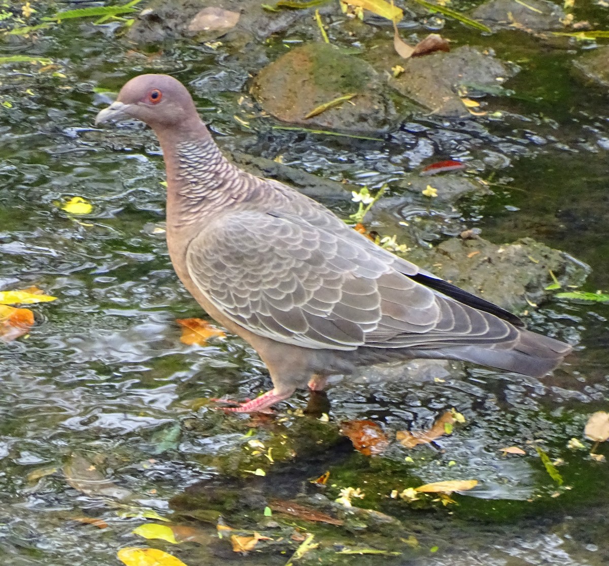 Picazuro Pigeon - ML643498252