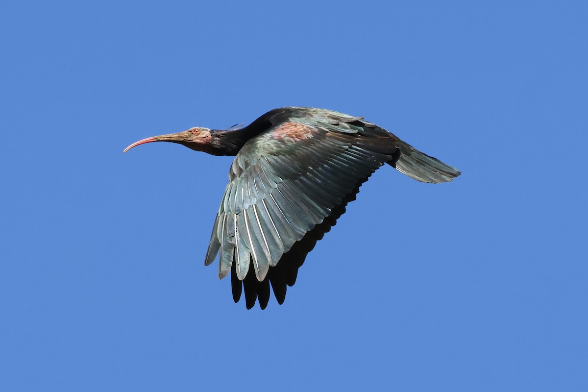Northern Bald Ibis - ML643498254