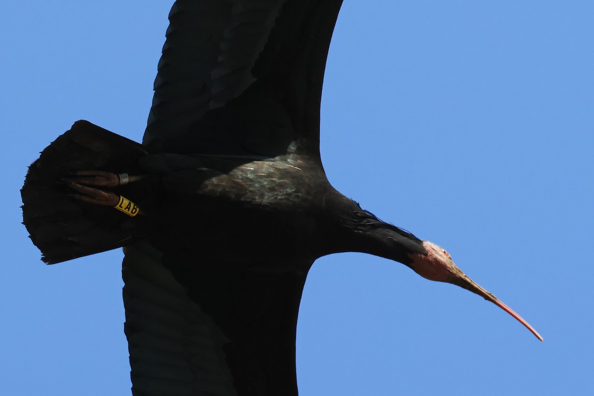 Northern Bald Ibis - ML643498256
