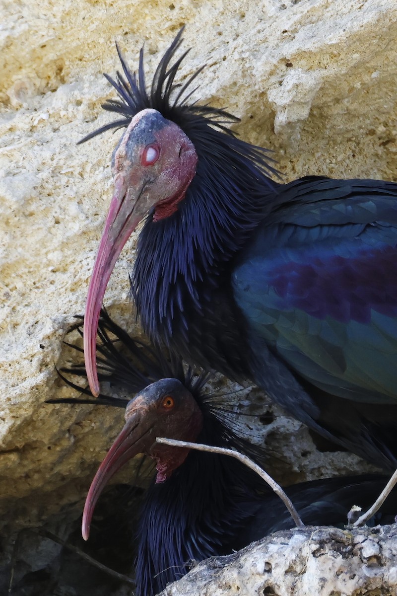 Northern Bald Ibis - ML643498259