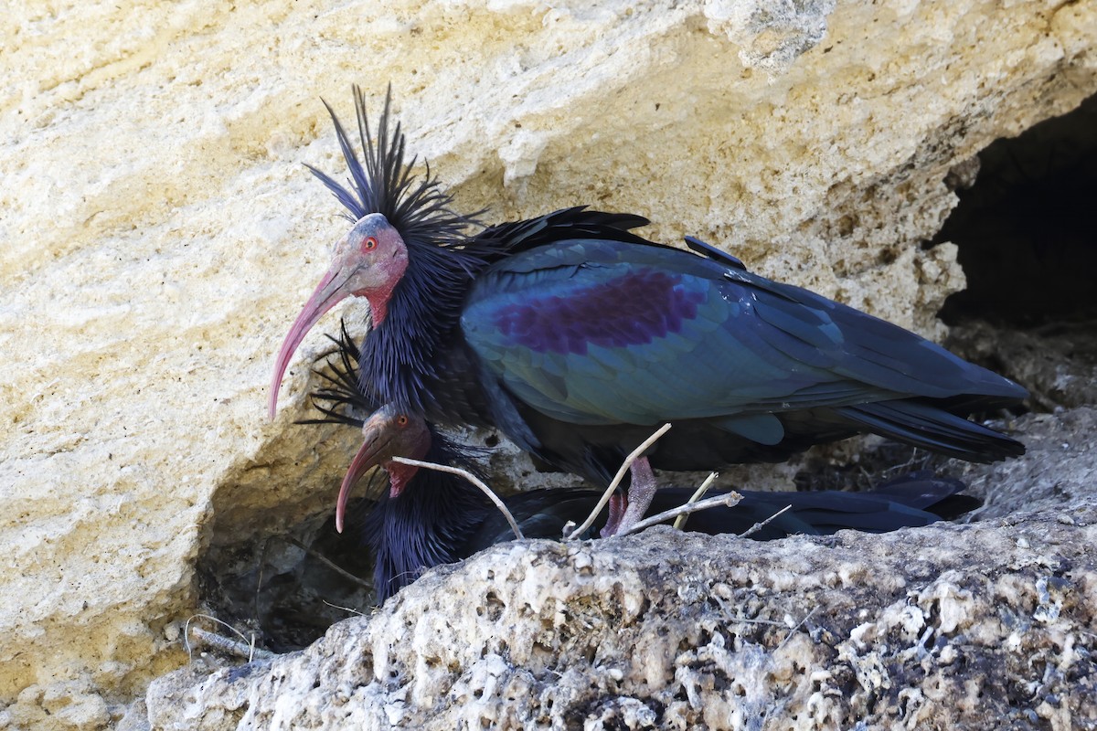 Northern Bald Ibis - ML643498262