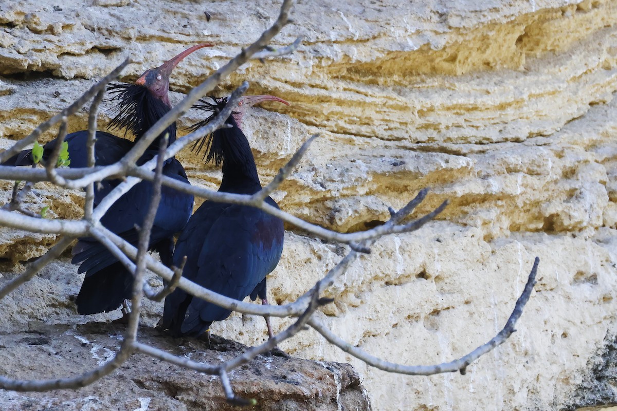 Northern Bald Ibis - ML643498264