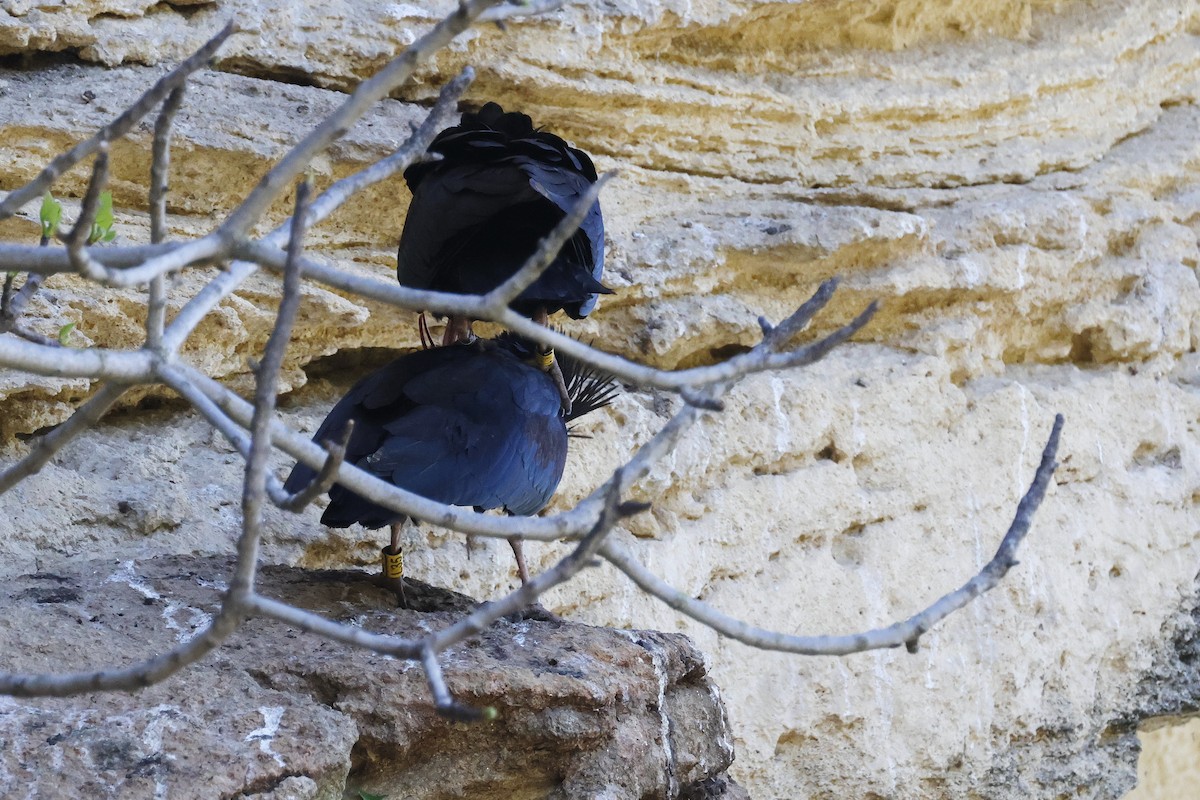 Northern Bald Ibis - ML643498265