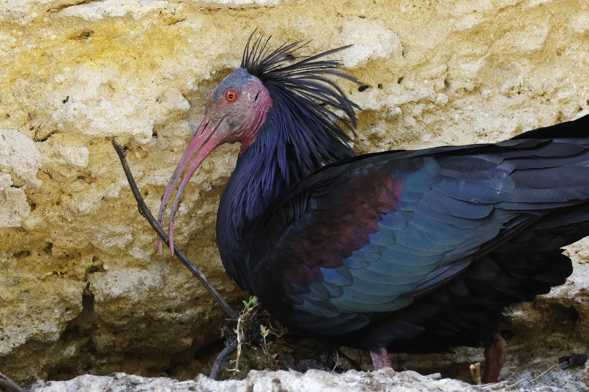 Northern Bald Ibis - ML643498266