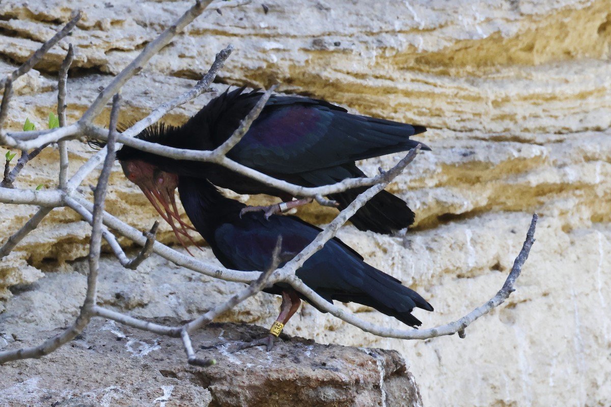 Northern Bald Ibis - ML643498268