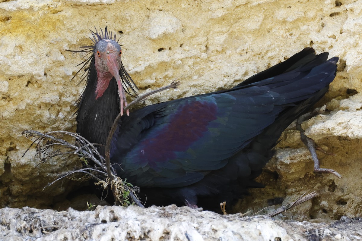 Northern Bald Ibis - ML643498269