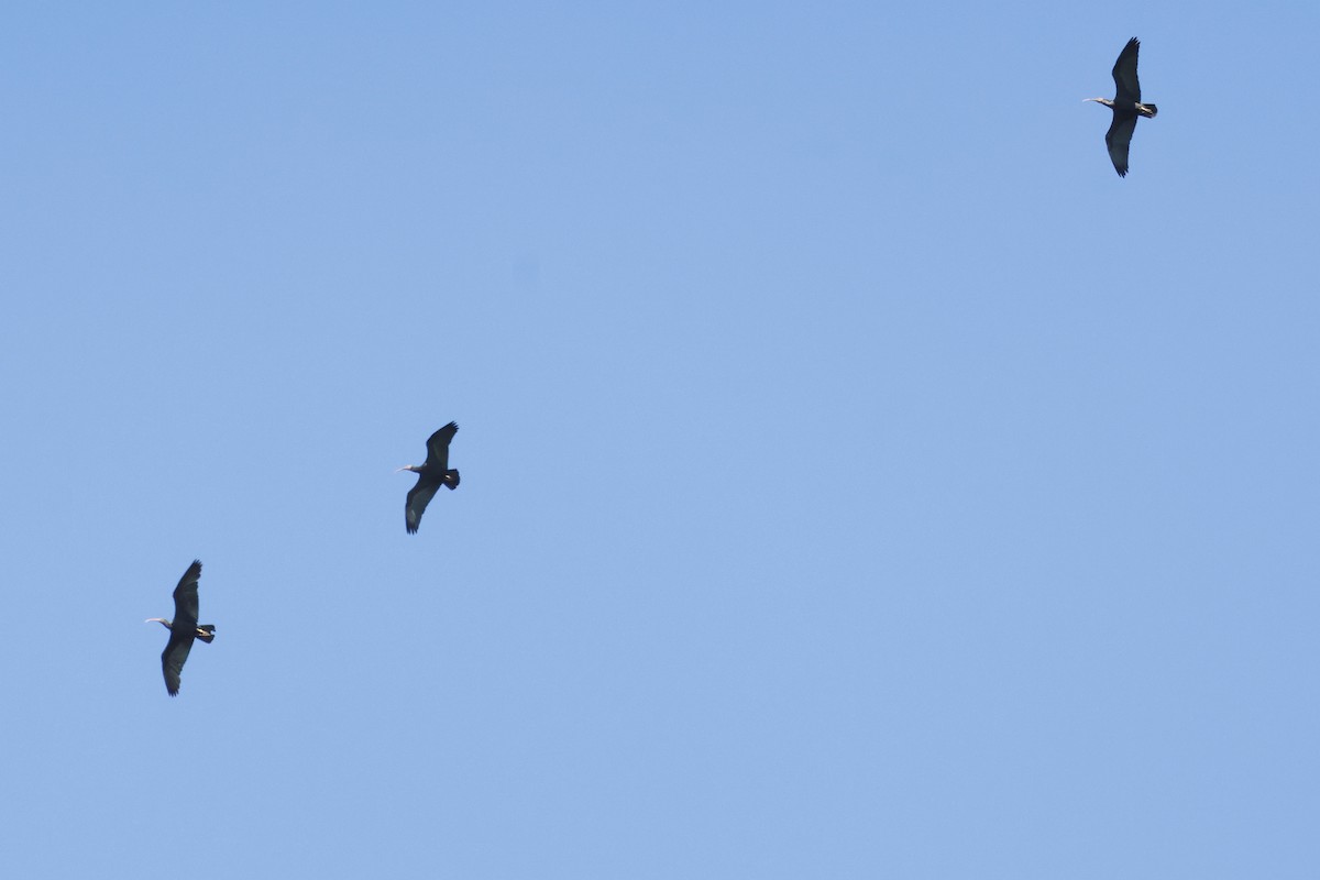 Northern Bald Ibis - ML643498272