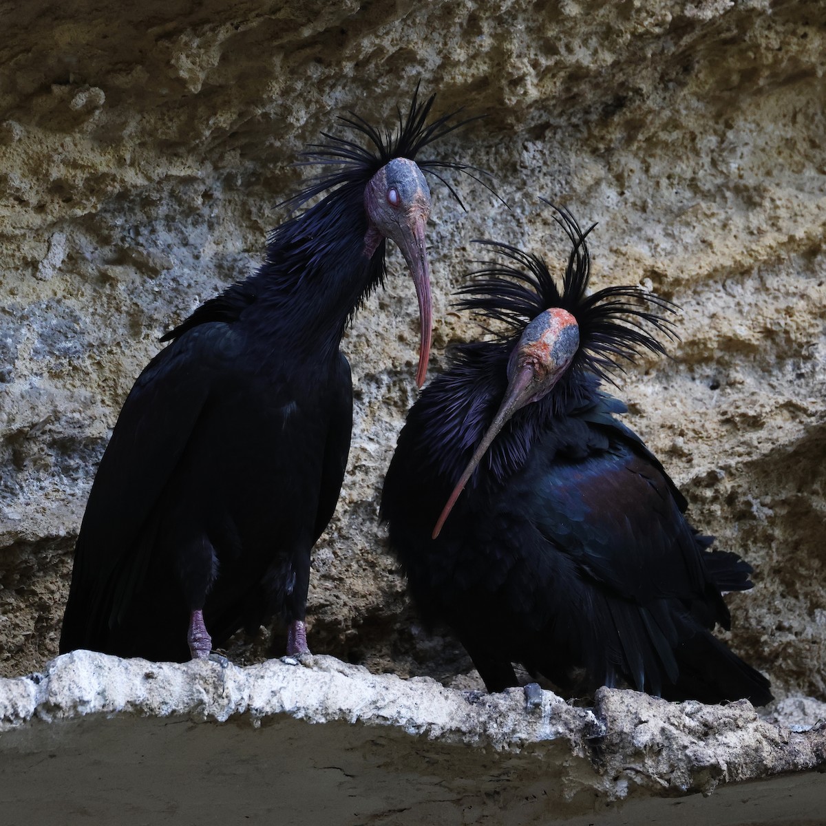 Northern Bald Ibis - ML643498273