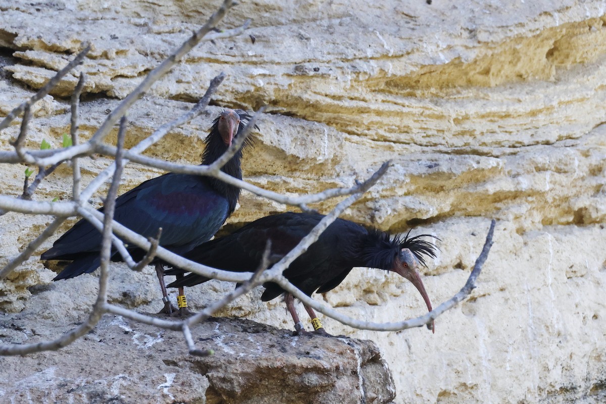 Northern Bald Ibis - ML643498274