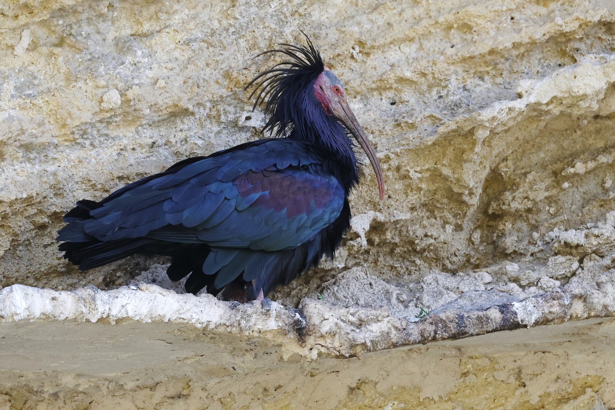 Northern Bald Ibis - ML643498275