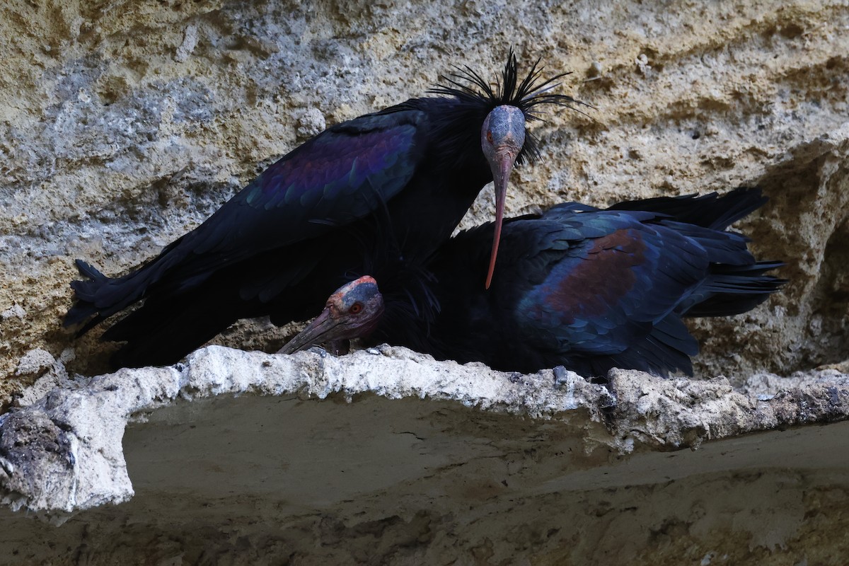 Northern Bald Ibis - ML643498278