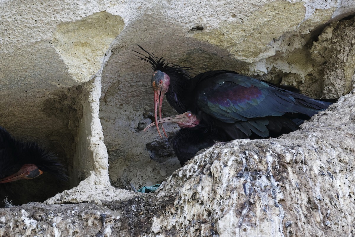 Northern Bald Ibis - ML643498281