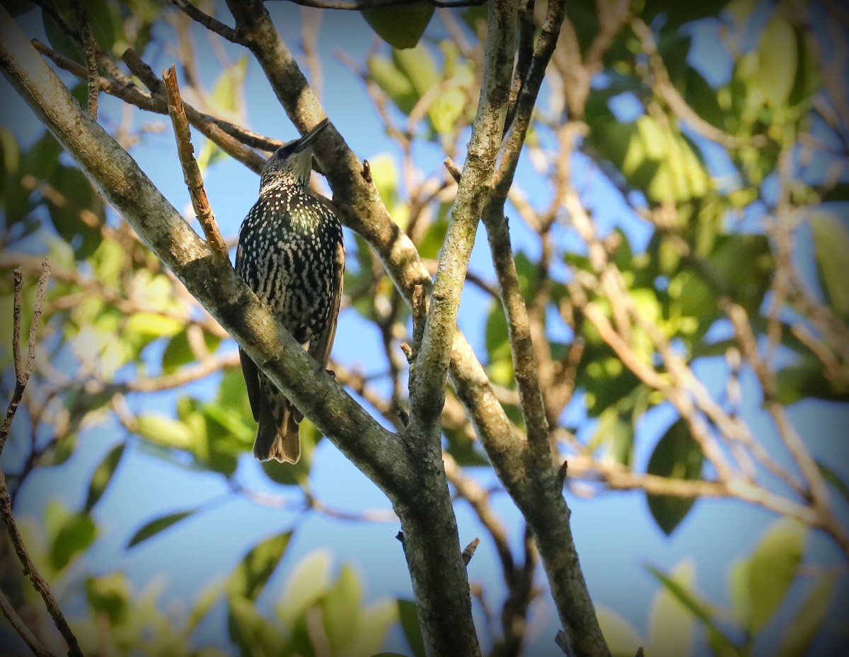 European Starling - ML643498282