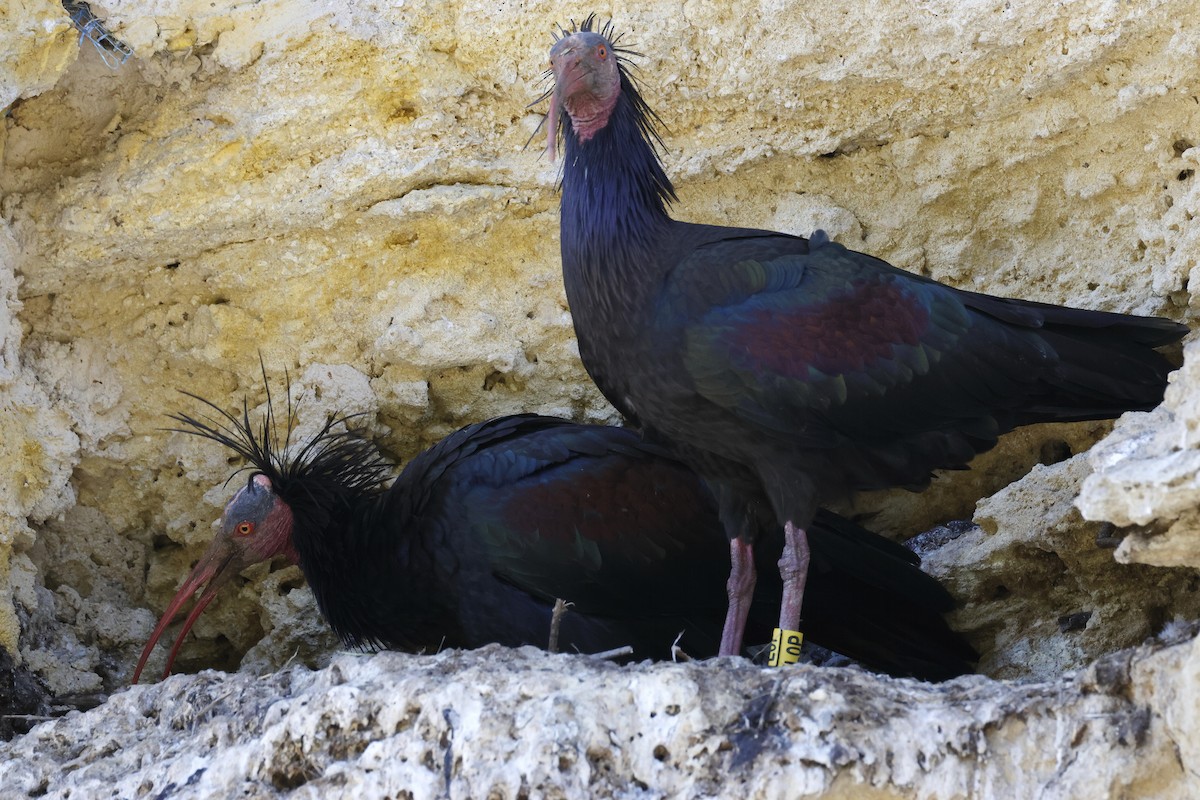 Northern Bald Ibis - ML643498283