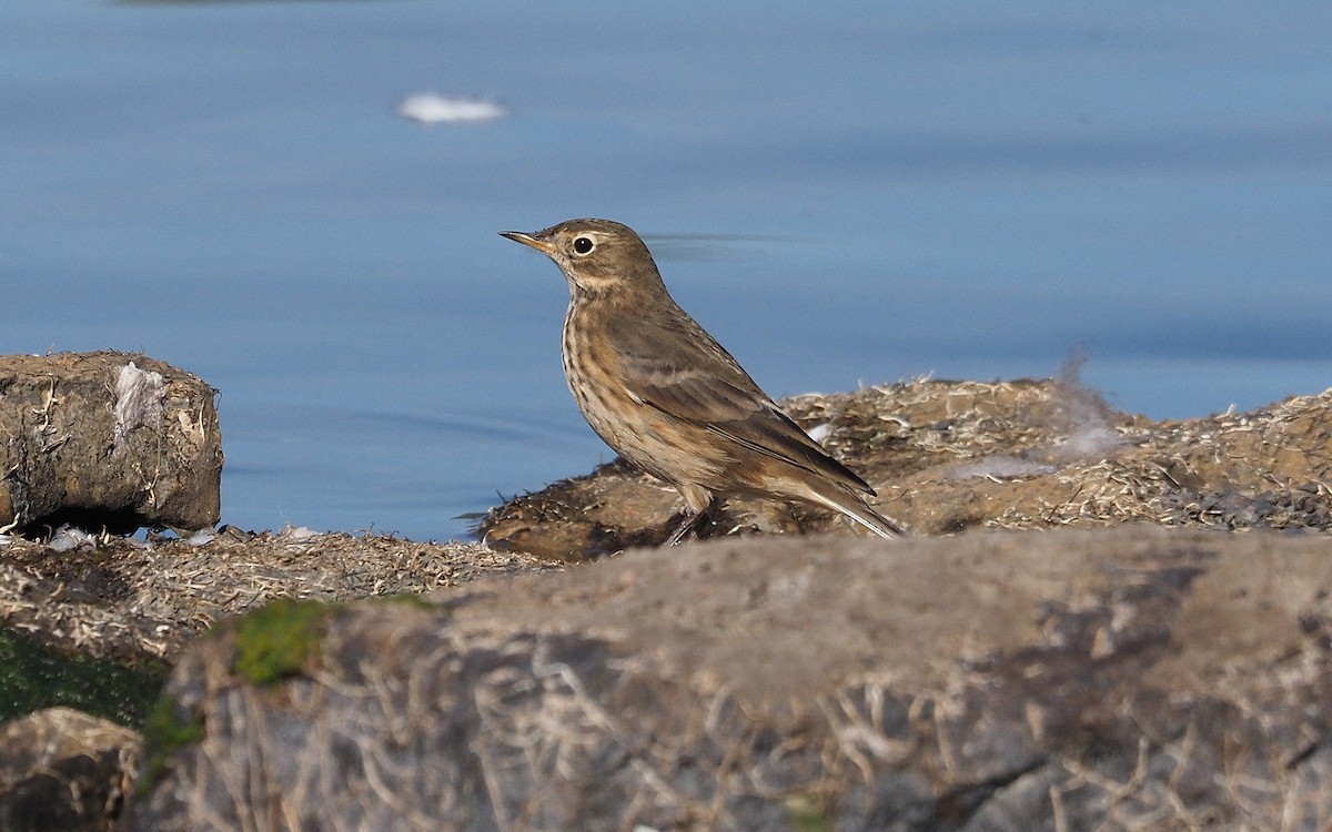 American Pipit - ML643498284