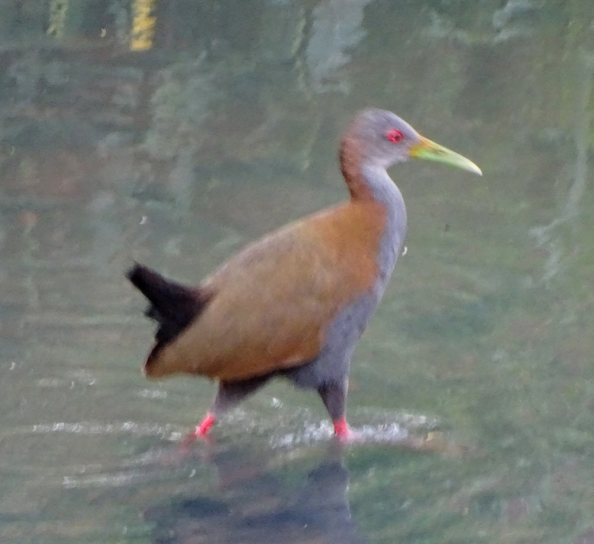 Râle saracura - ML643498286