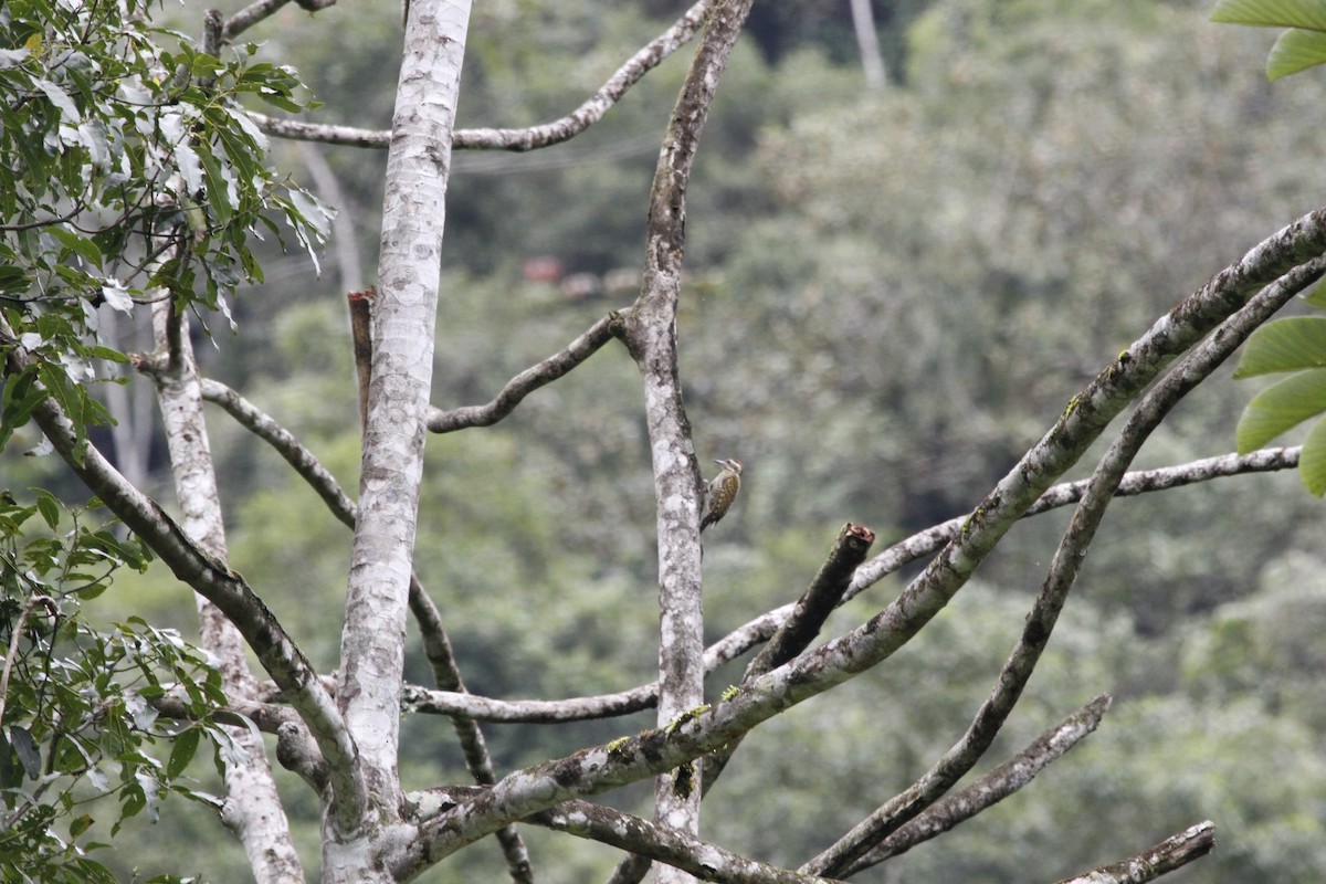 White-spotted Woodpecker - ML643498288