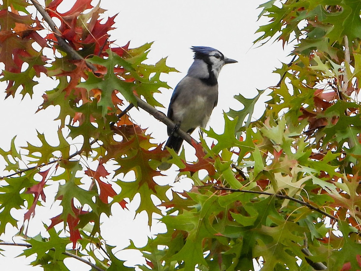 Blue Jay - ML643498292