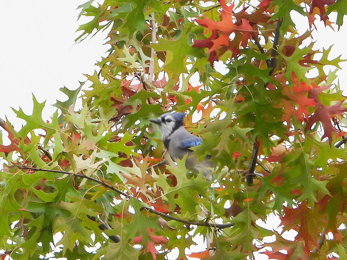 Blue Jay - ML643498293
