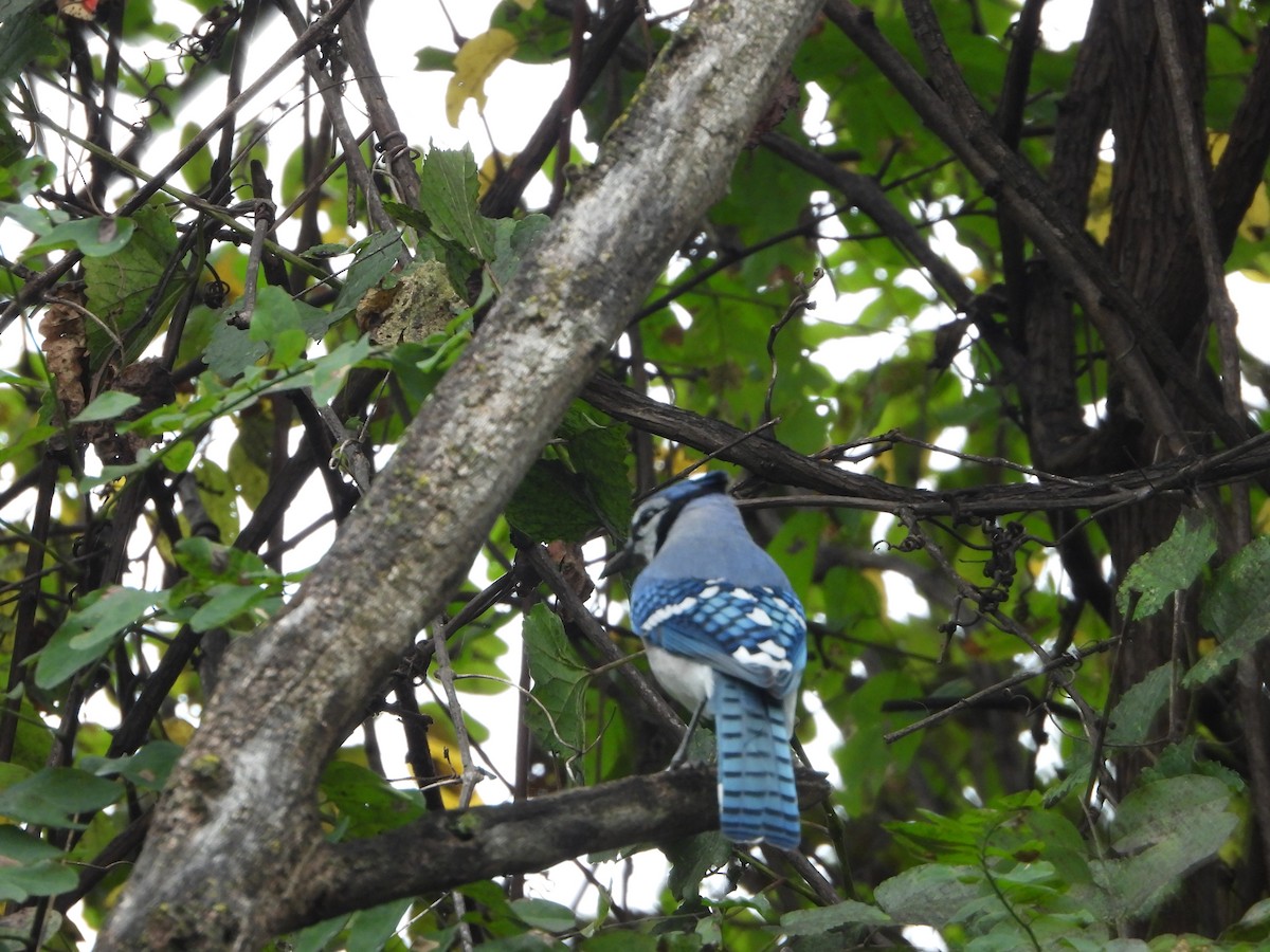 Blue Jay - ML643498294