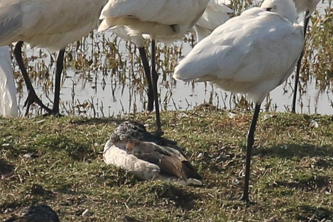 Knob-billed Duck - ML643498305