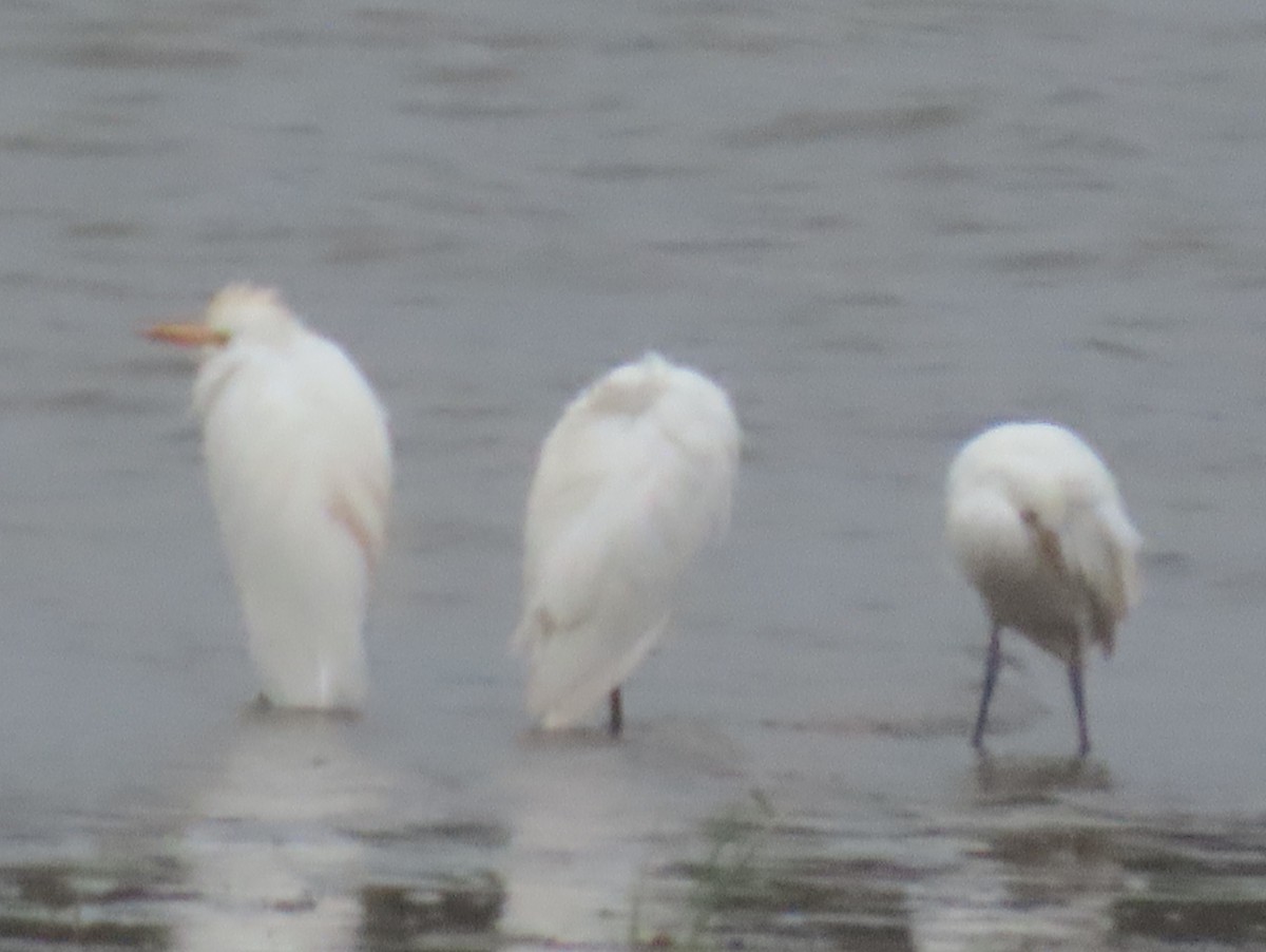 Western Cattle-Egret - ML643498314