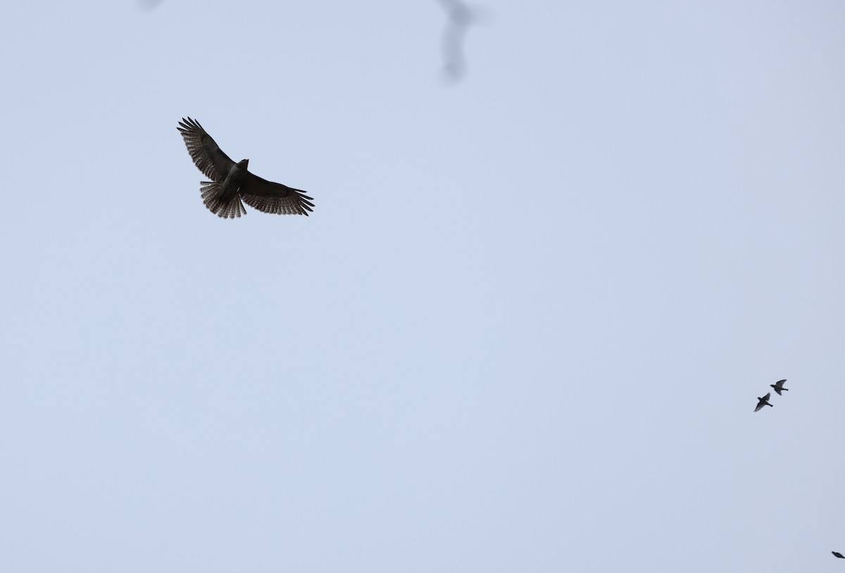 アカオノスリ - ML643498335