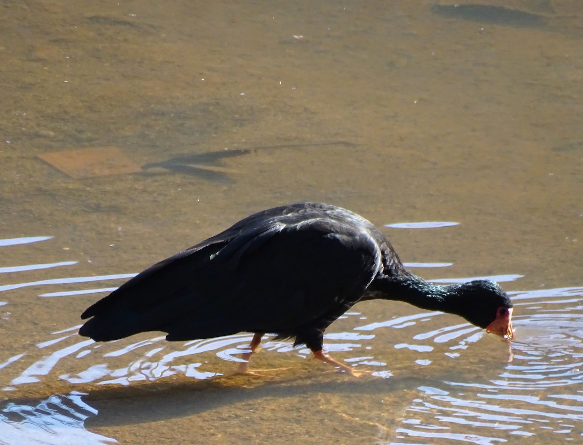 Bare-faced Ibis - ML643498343