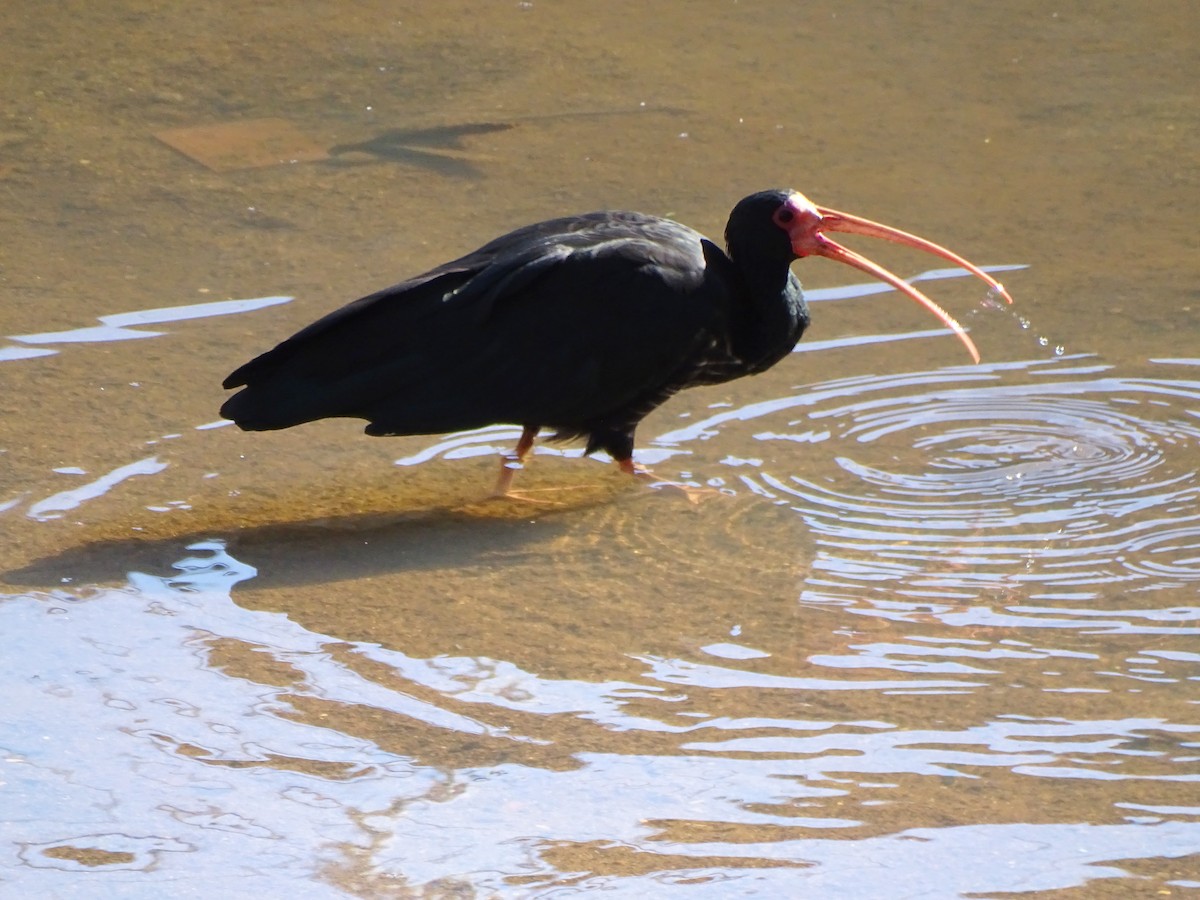 Bare-faced Ibis - ML643498344