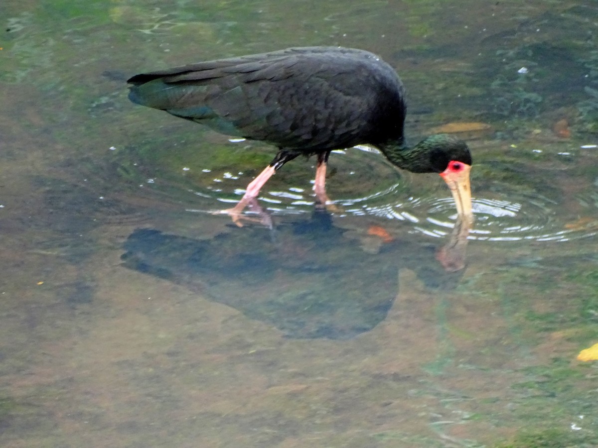Bare-faced Ibis - ML643498348