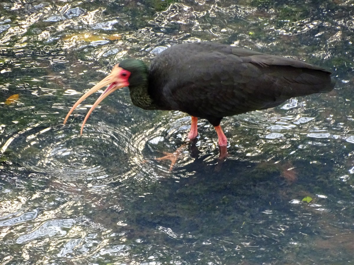 Bare-faced Ibis - ML643498349