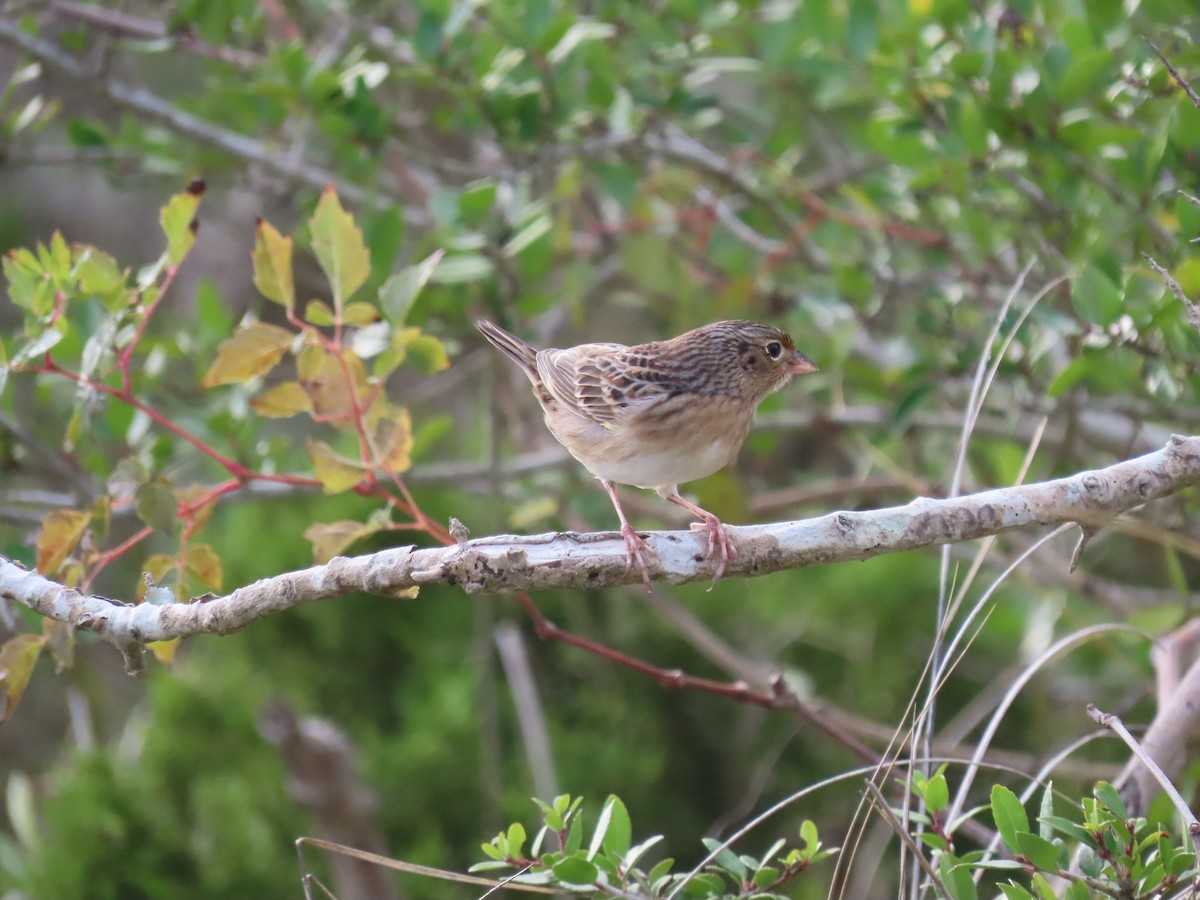 Grasshopper Sparrow - ML643498351