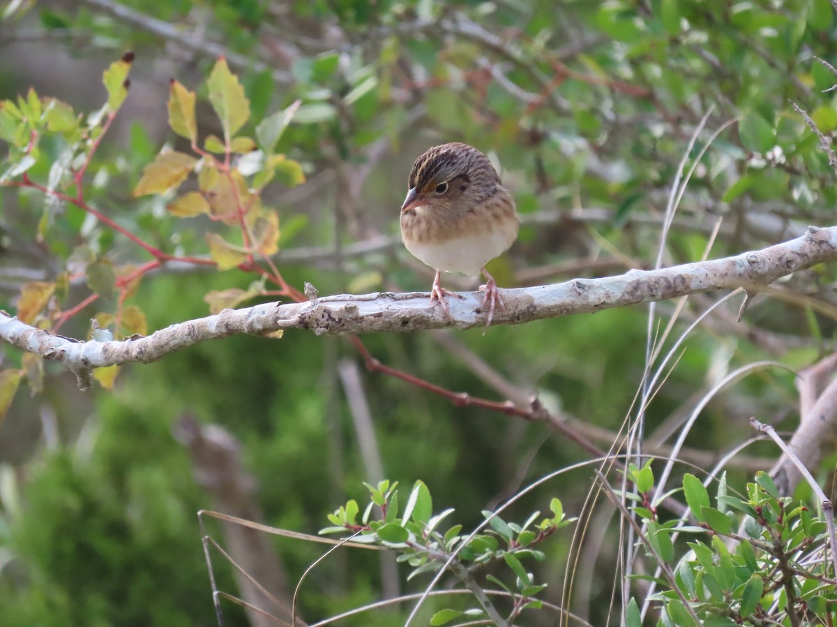 Grasshopper Sparrow - ML643498368