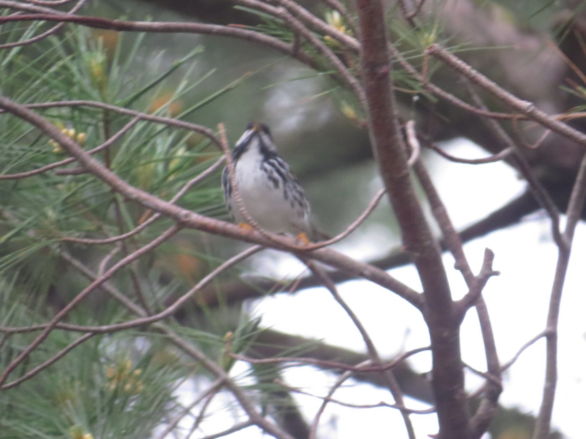 Blackpoll Warbler - ML643498415
