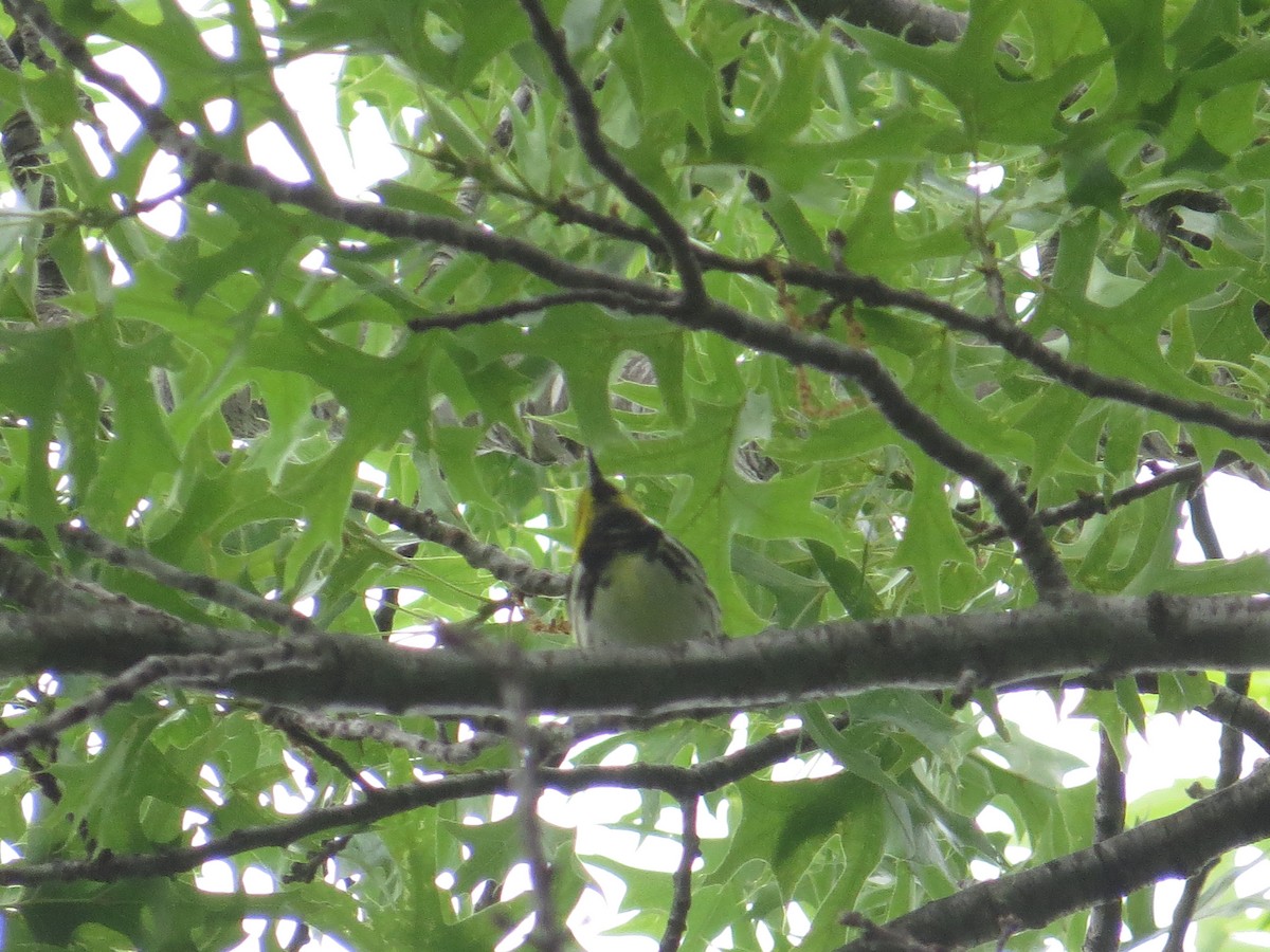 Black-throated Green Warbler - ML643498416
