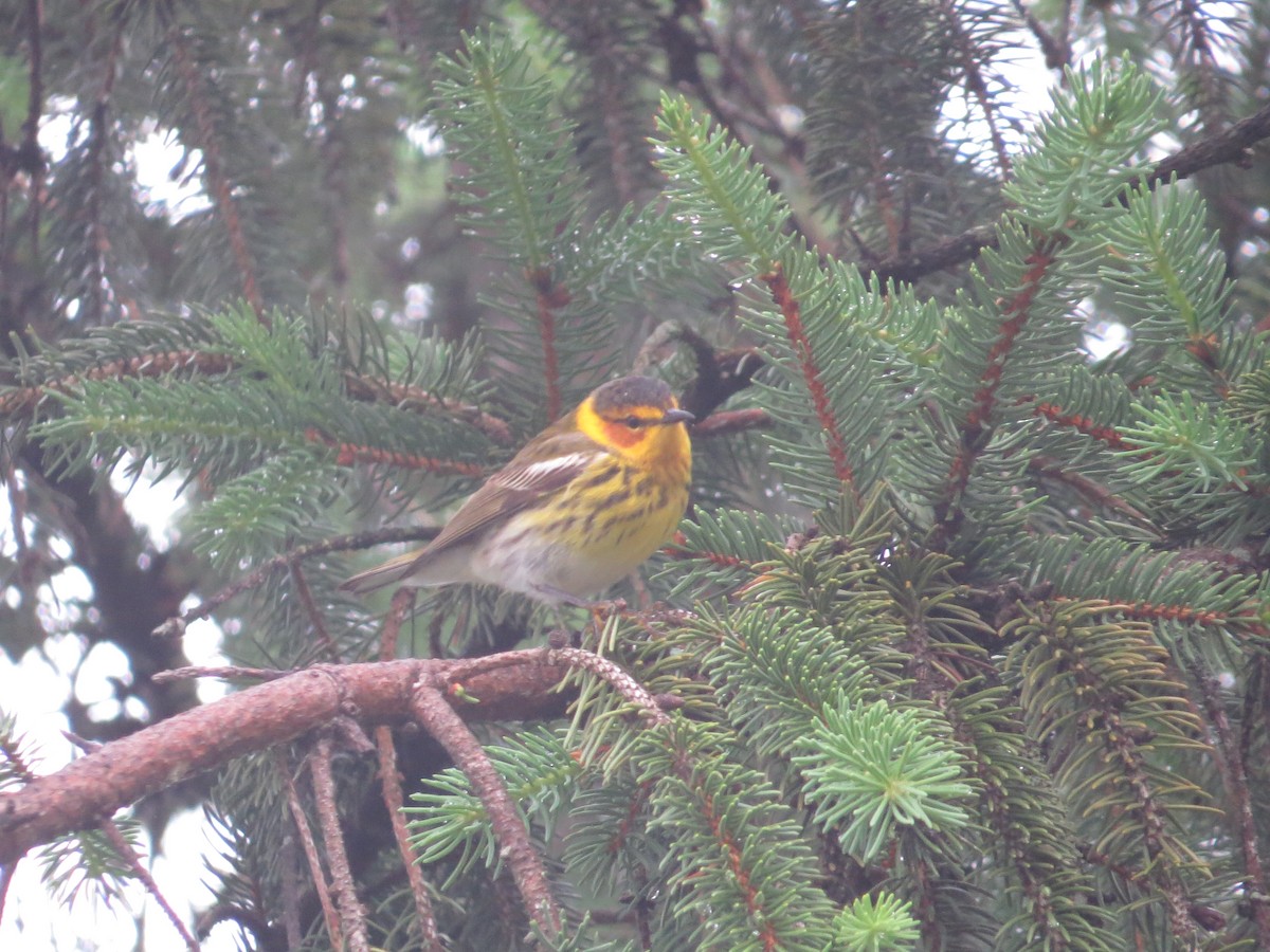 Cape May Warbler - ML643498417