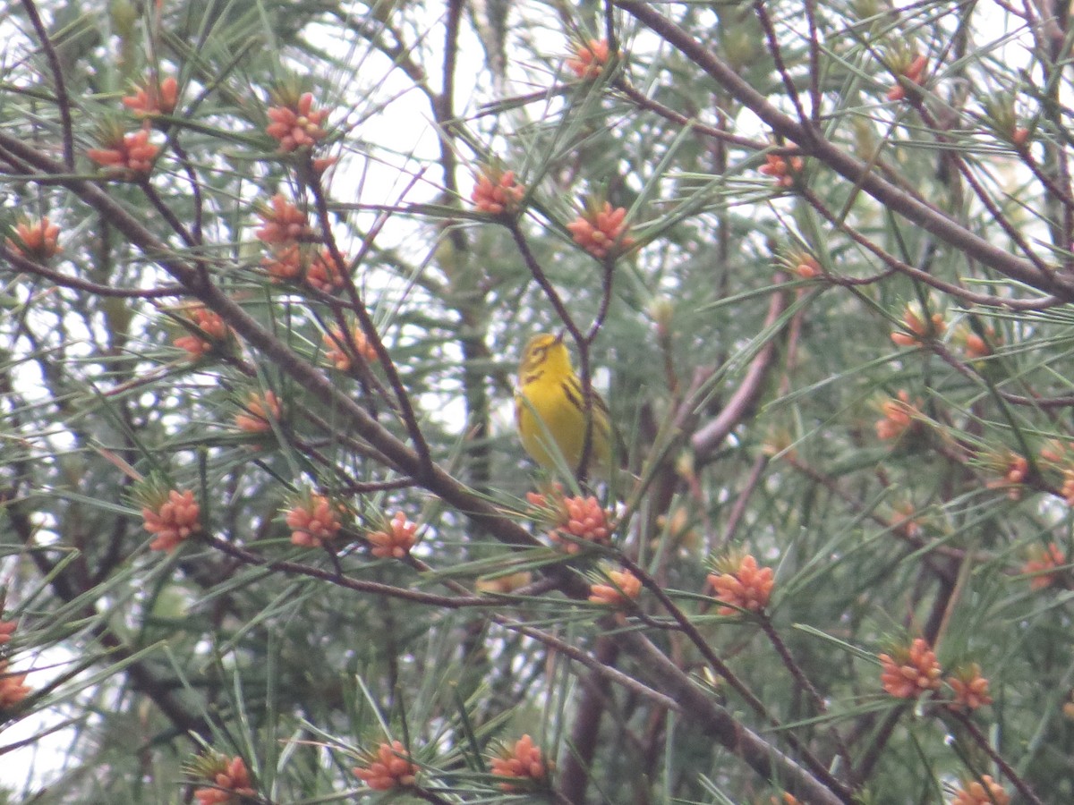 Prairie Warbler - ML643498418