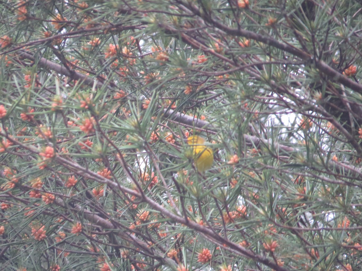 Prairie Warbler - ML643498419