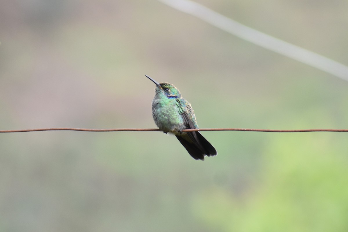 ヒメミドリハチドリ - ML643498467