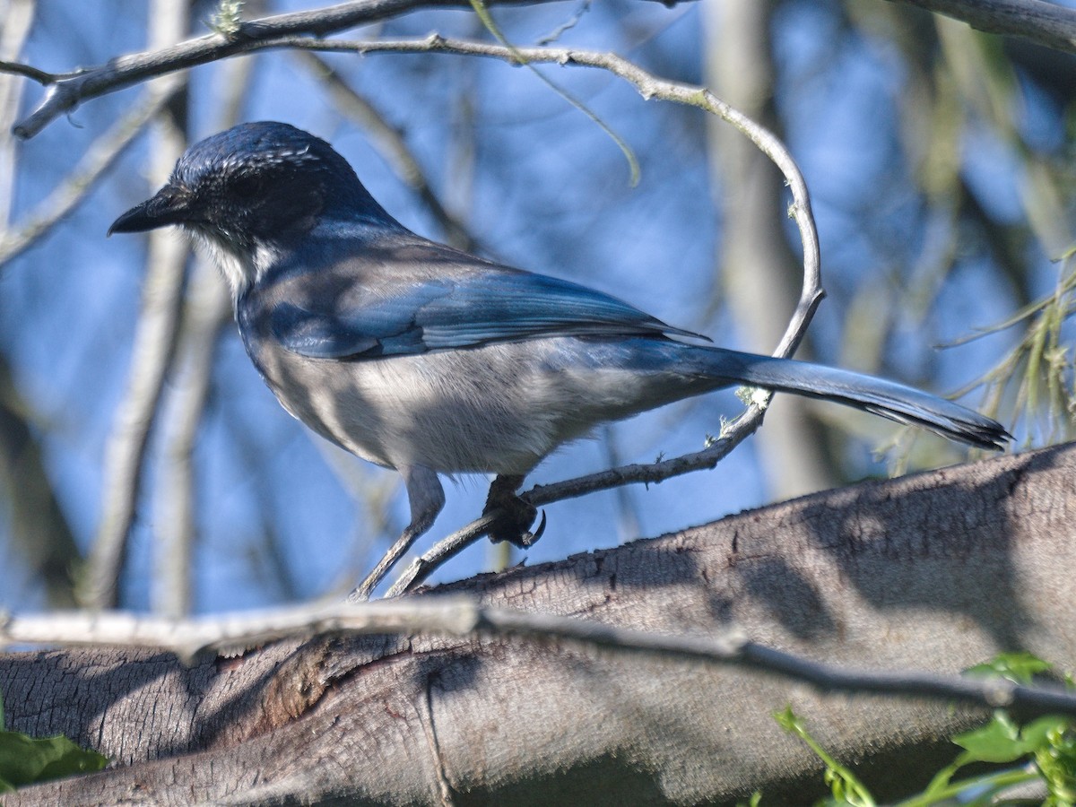 California Scrub-Jay - ML643498471