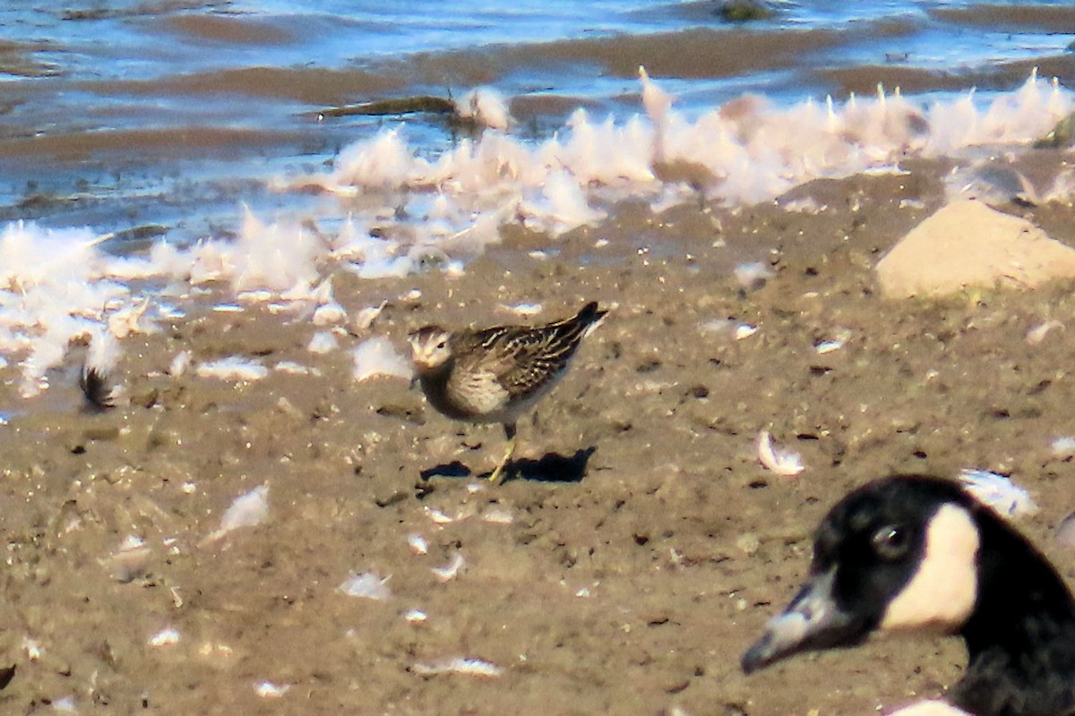Pectoral Sandpiper - ML643498479