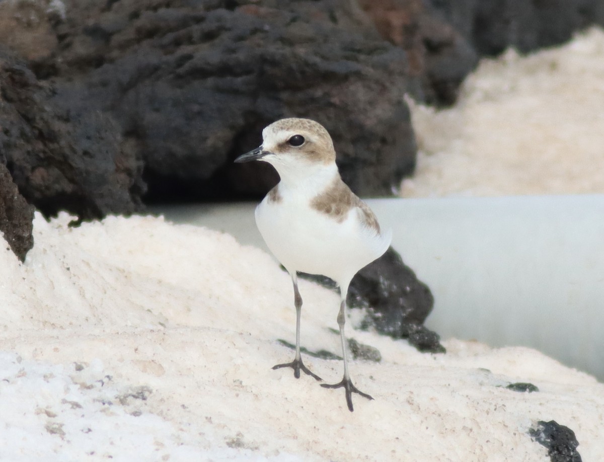 Kentish Plover - ML643498495
