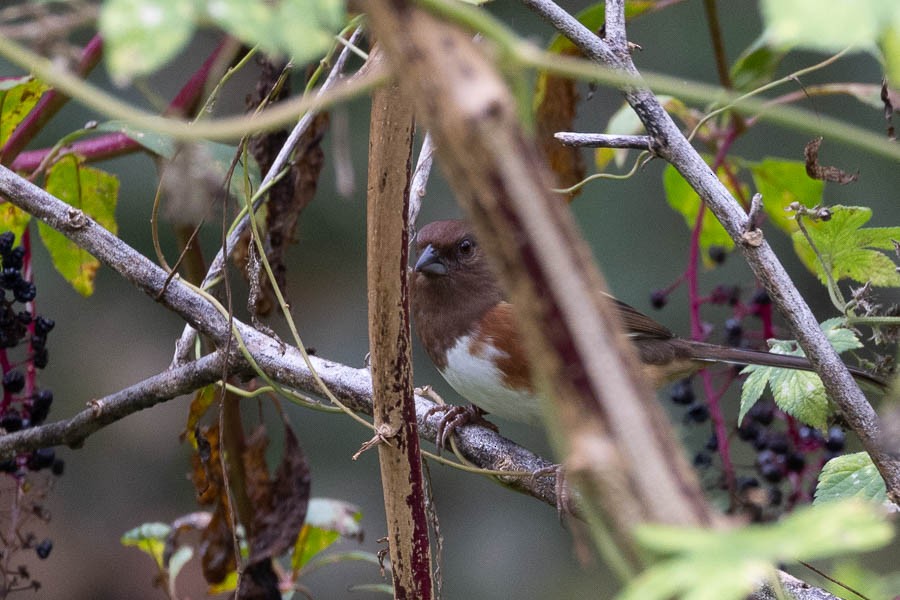 Eastern Towhee - ML643498497