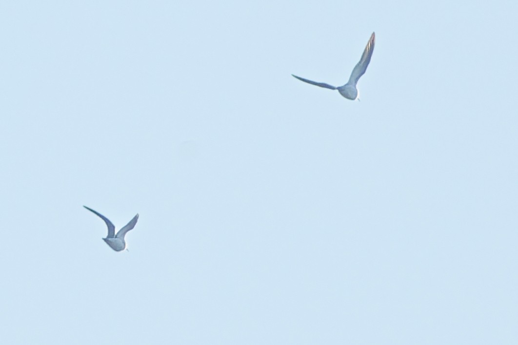 kleiner Strandläufer, unbestimmt - ML643498498