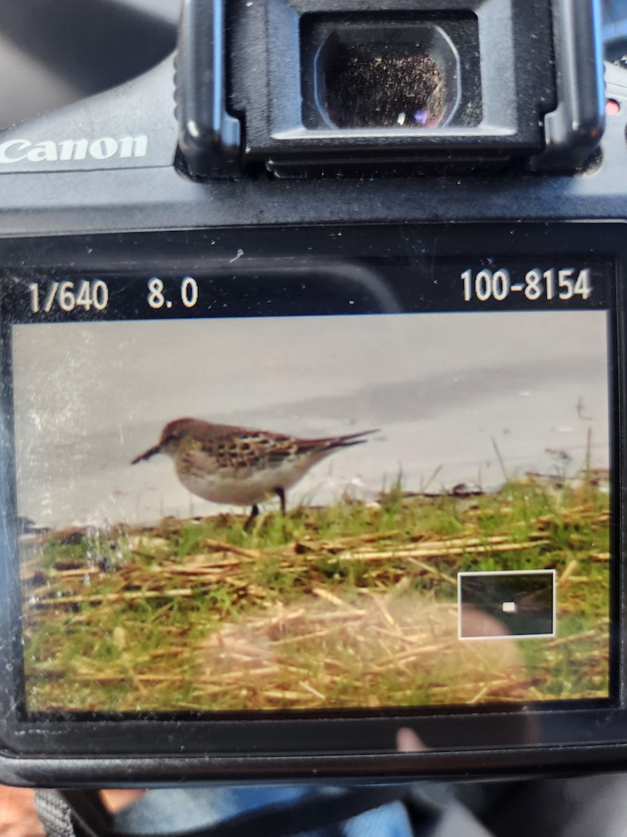 White-rumped Sandpiper - ML643498503
