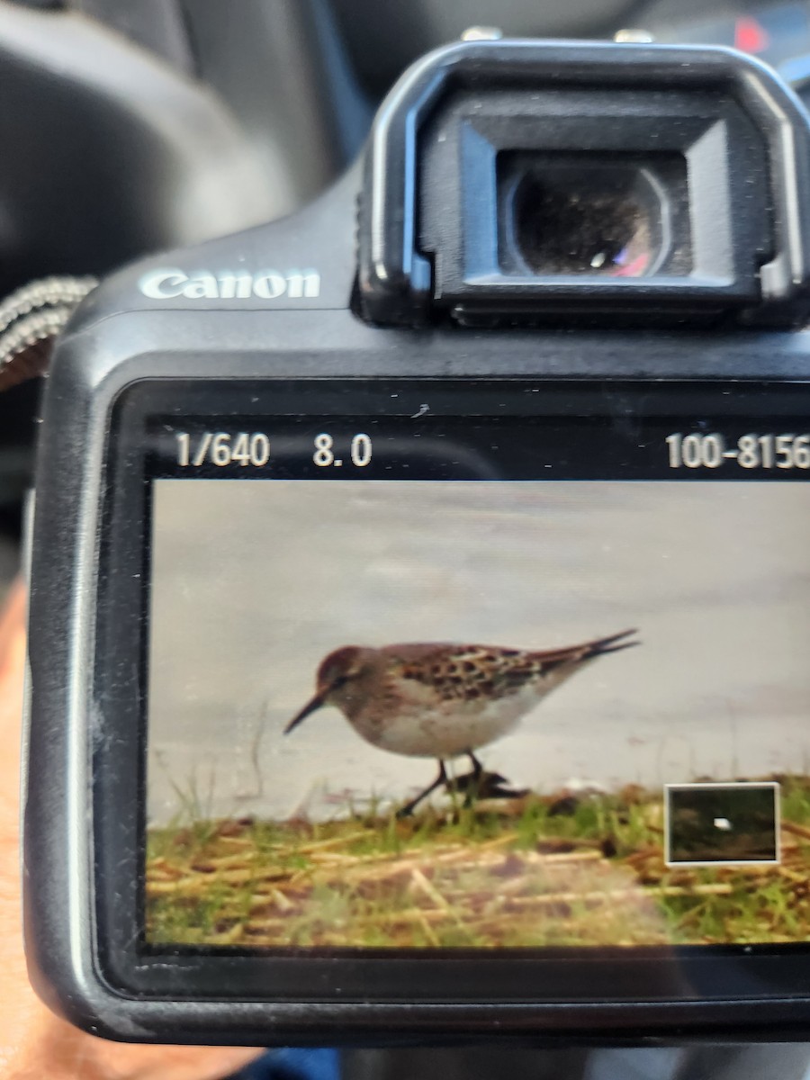 White-rumped Sandpiper - ML643498504