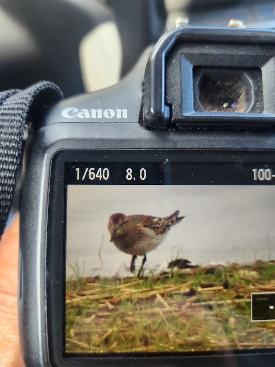 White-rumped Sandpiper - ML643498505