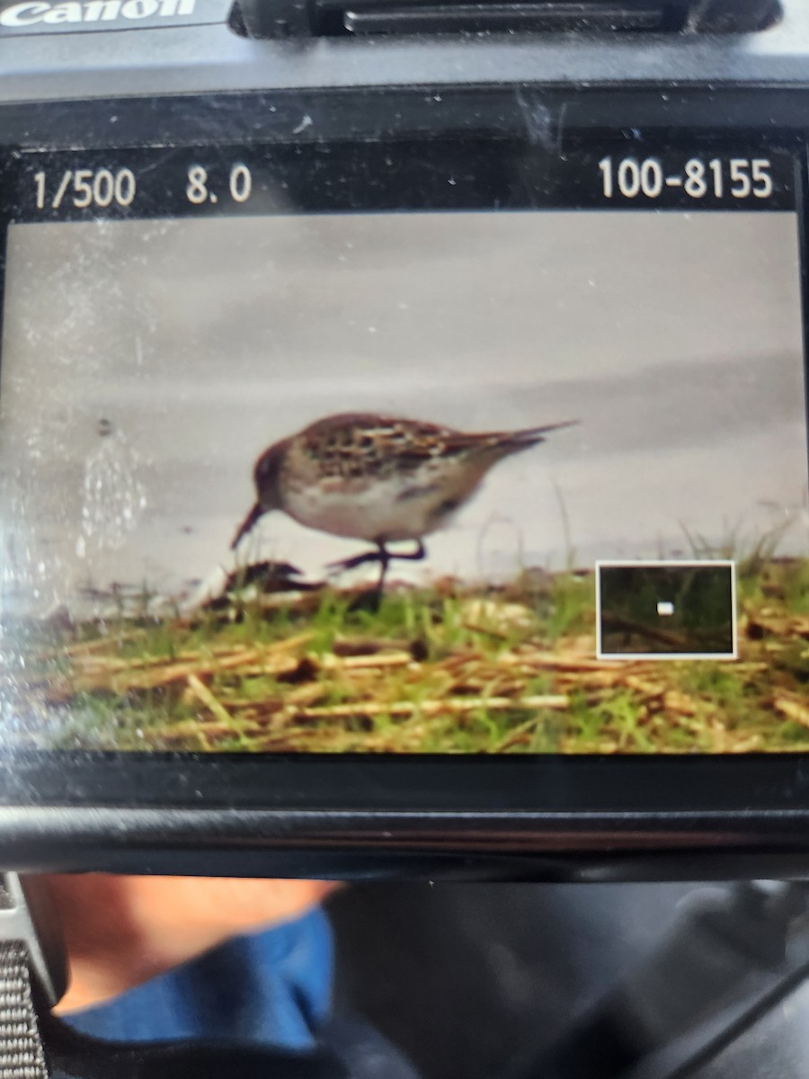 White-rumped Sandpiper - ML643498506