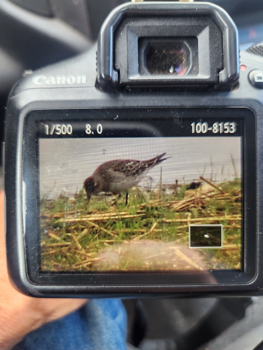White-rumped Sandpiper - ML643498507