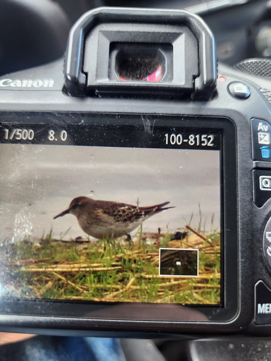 White-rumped Sandpiper - ML643498508